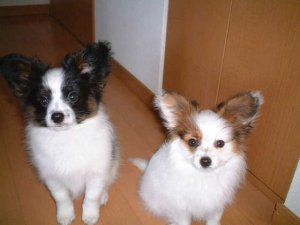 ���[�����A�[�X